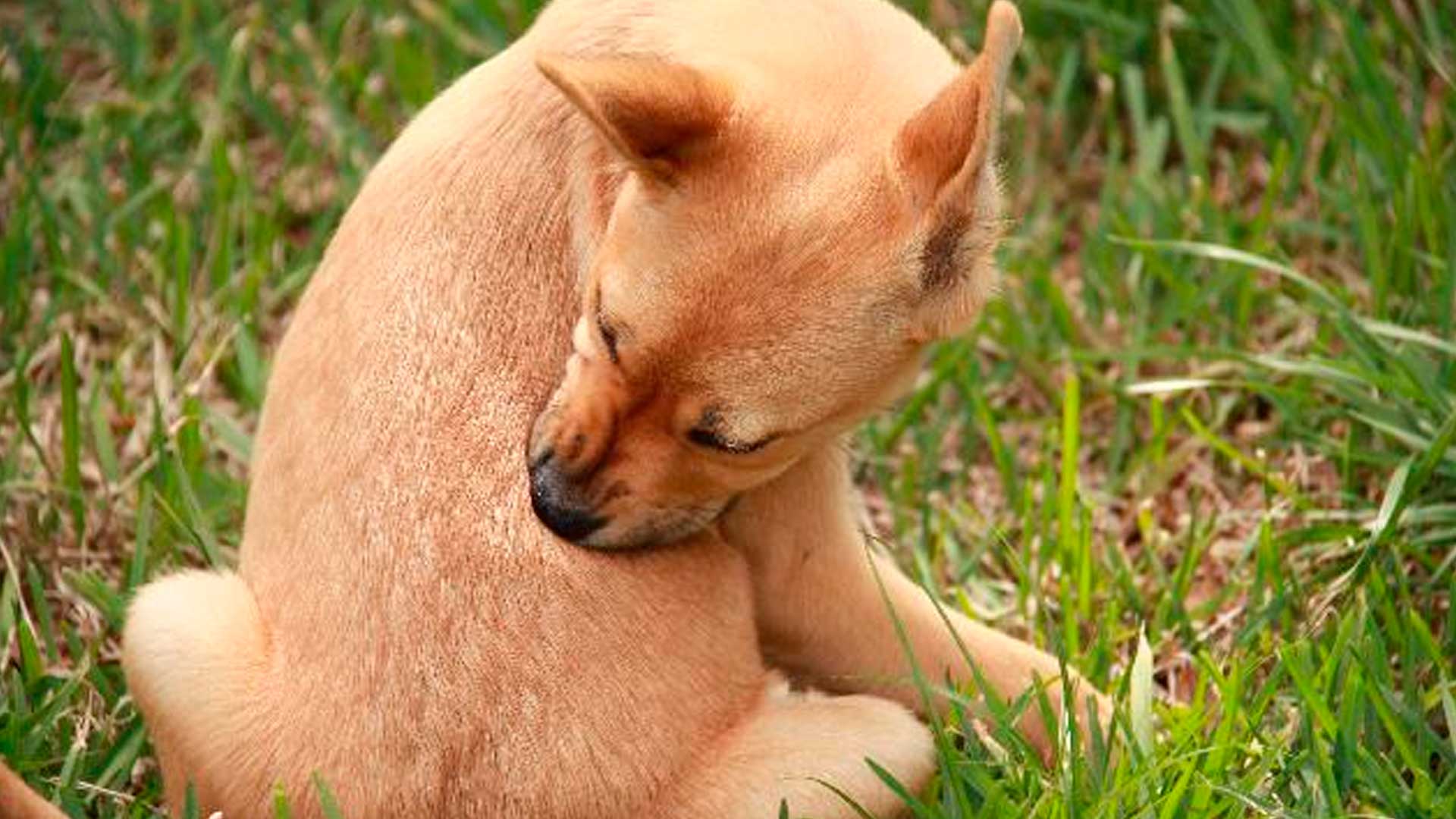 Alergia Alimentar em Cães