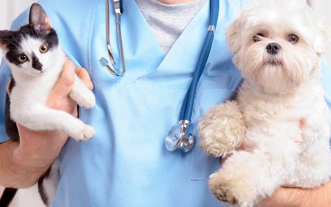Castração em Campo Grande RJ de Cães e Gatos