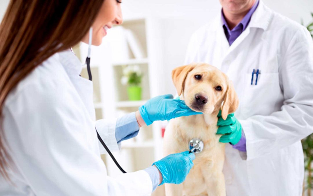 Veterinária Vacina em Campo Grande RJ