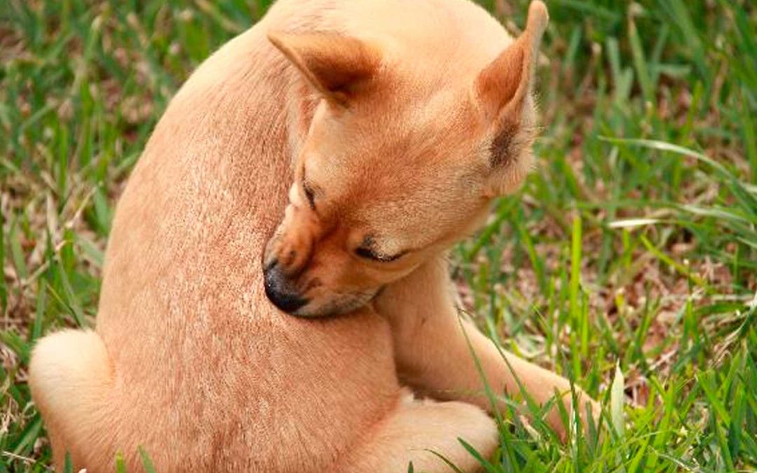 Alergia Alimentar em Cães