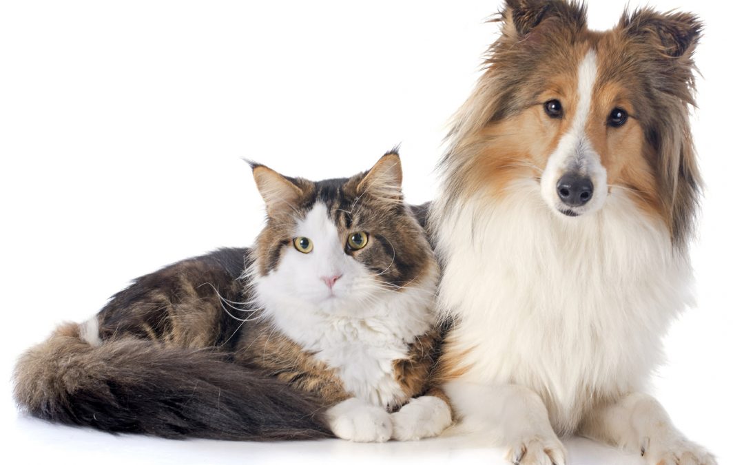 Castração em Cães e Gatos