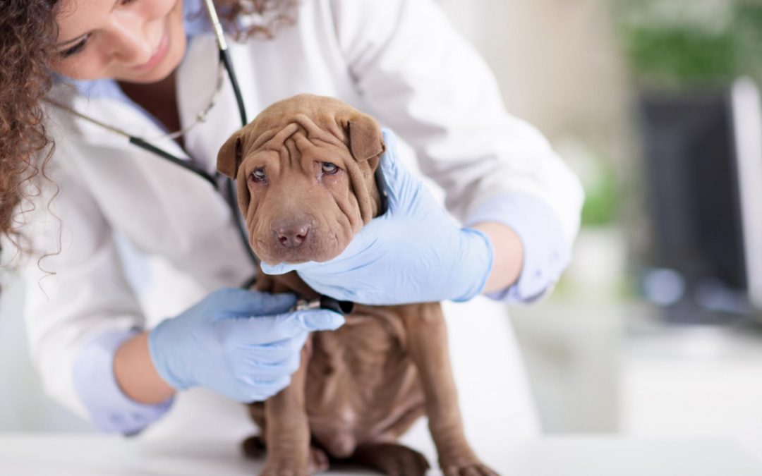 Clínica veterinária com atendimento 24 horas