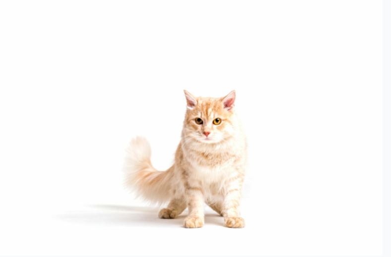 Gato Saudável: Alimentação e Hidratação