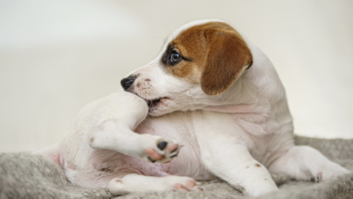 Proteja os cães de parasitas e insetos